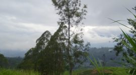 Pohon Jamuju di Kabupaten Garut, yang sudah mulai Kritis diambang kepunahan, Minggu, (4/02/2024).
