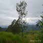 Pohon Jamuju di Kabupaten Garut, yang sudah mulai Kritis diambang kepunahan, Minggu, (4/02/2024).