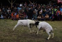 Pelaksanaan Pergelaran Seni Ketangkasan Domba Garut di Kampung Jareged, Desa Neglasari, Kecamatan Kadungora, Kabupaten Garut, Sabtu (9/3/2024).