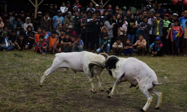 Pj Bupati Garut Ajak Semangat Pelestarian Domba Garut dan Seni Ketangkasannya