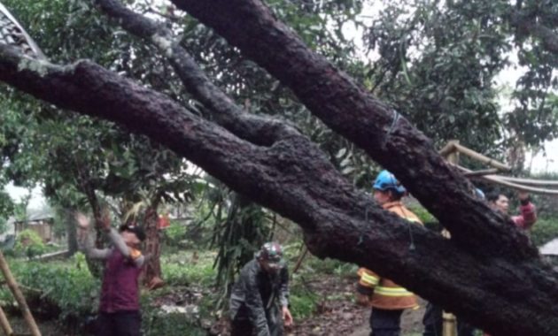 Sigap Tanggapi Cuaca Ekstrem, Polsek Banyuresmi Evakuasi Pohon Tumbang Timpa Rumah Warga
