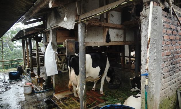 Dorong Hilirisasi Susu, Bupati Garut Pantau Sentra Sapi Perah Sukamurni