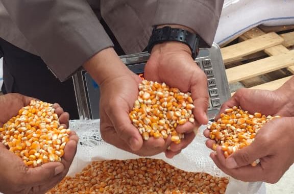 Panen 4 Ton Jagung, Polsek Pameungpeuk Perkuat Sinergi dengan Petani Dukung Ketahanan Pangan