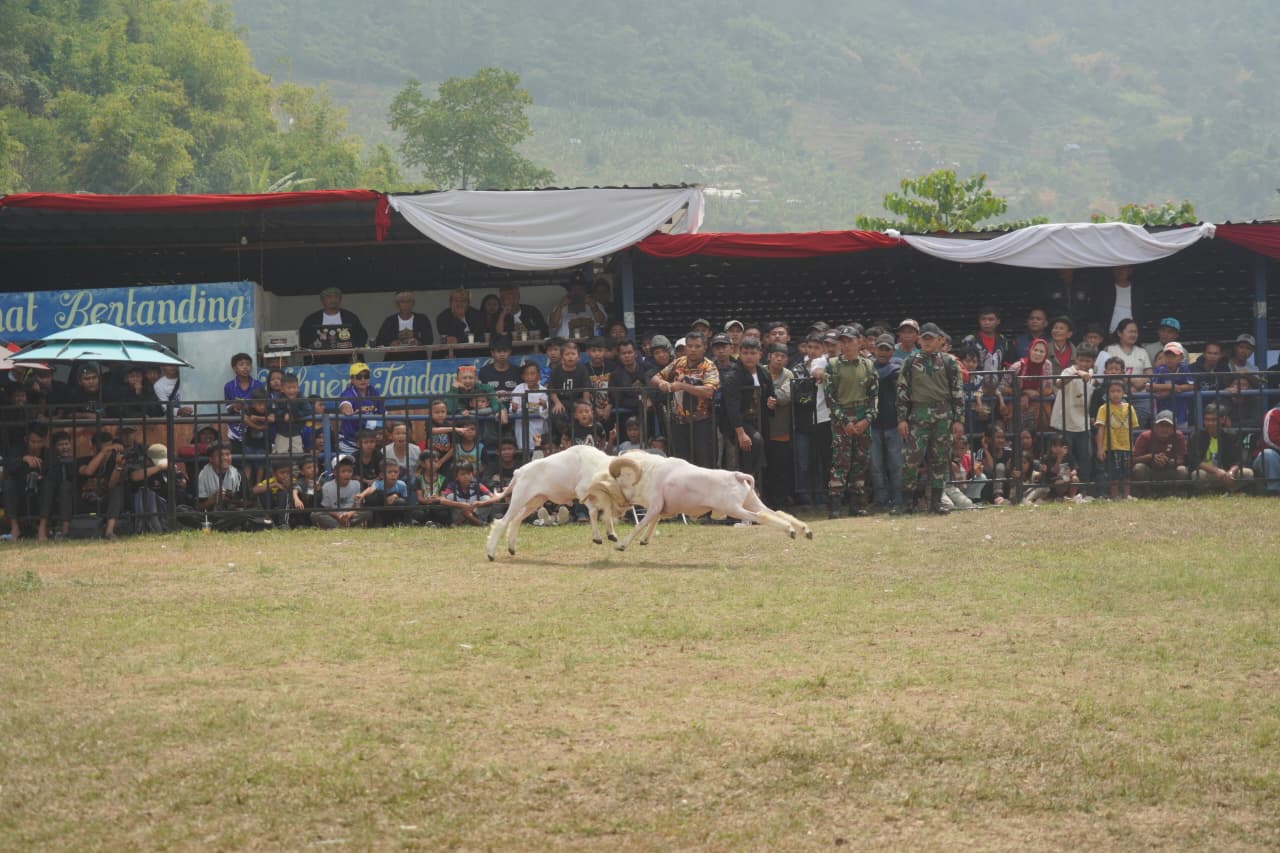 Domba Garut Tak Sekadar Tradisi, Pemkab Dorong Jadi Penggerak Ekonomi Warga